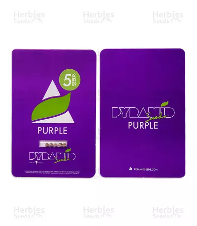 Purple (Pyramid Seeds) Cannabis-Samen