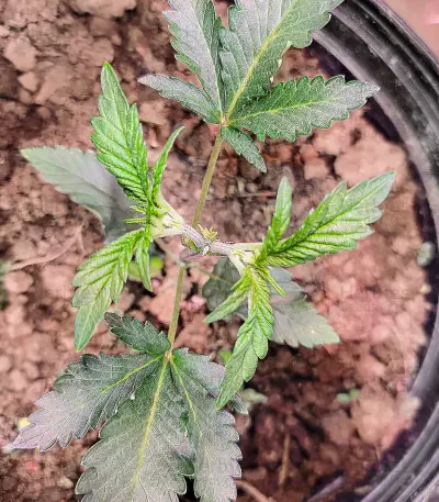 Royal Moby (RQS) Cannabis-Samen