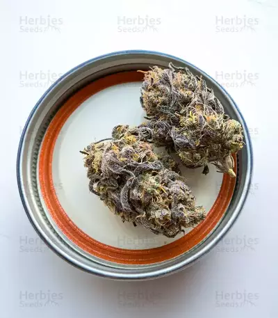 All Gas OG Autoflower feminisierte Samen (Humboldt Seed Company)