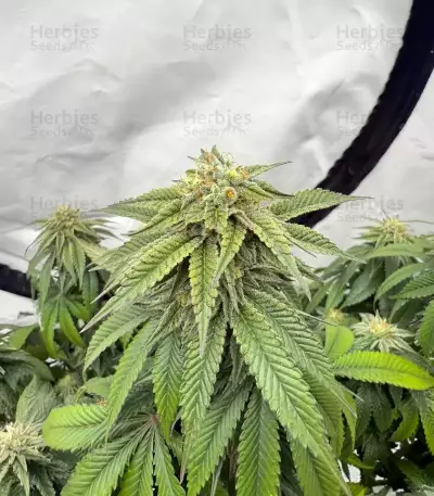 Apple Fritter feminisierte Samen (Barney's Farm)