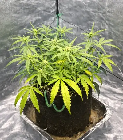 Banana Jealousy Auto RF3 (Ethos Genetics)