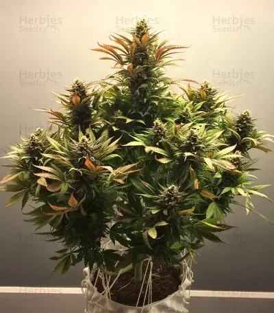 Caramella Auto (Expert Seeds)