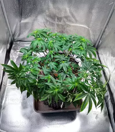 Cherry Pie Auto feminisierte Samen (Royal Queen Seeds)