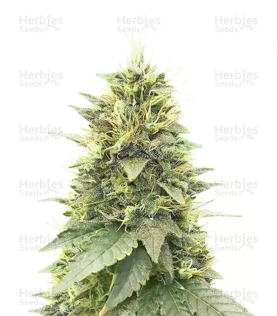 Cherry Poppers feminisierte Samen (Barney's Farm)