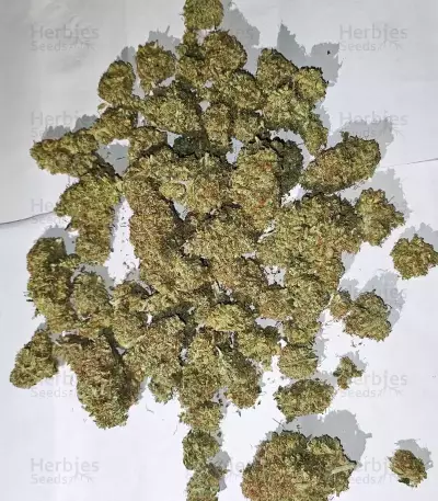Fugue State Auto (Mephisto Genetics) Cannabis-Samen