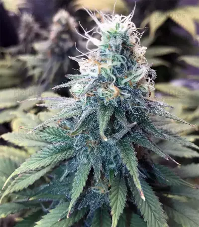GG#4 Original Glue feminisierte Samen (Original Sensible Seeds)