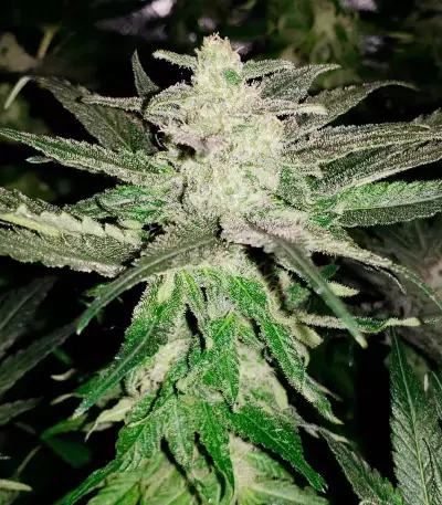 Girl Scout Cookies feminisierte Samen (Garden of Green)