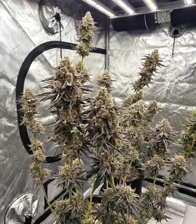Godzilla Jealousy (Herbies Seeds)