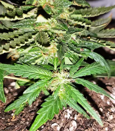 Gorilla Auto (GG#4 Original Glue Auto) (Expert Seeds) Cannabis-Samen