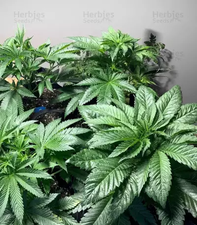 Killer Queen feminisierte Samen (Brothers Grimm Seeds)