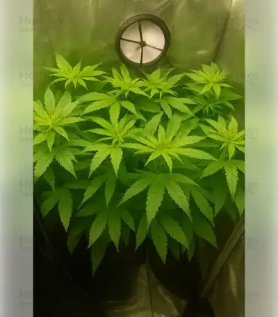 Northern Light Automatic (RQS) Cannabis-Samen