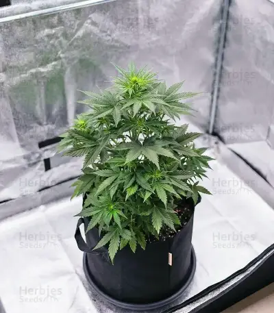 NYC Sour D Auto (Tyson S) (Royal Queen Seeds)