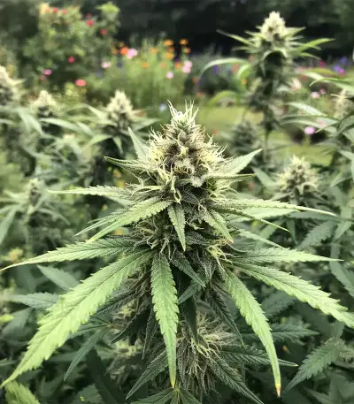 OG Critical (Emerald Triangle Seeds) Cannabis-Samen