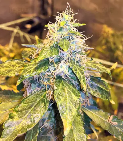 Pure Kush (Original Sensible Seeds) Cannabis-Samen
