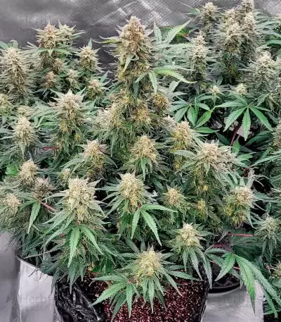Skywalker Autoflower feminisierte Samen (Seedkeepers)