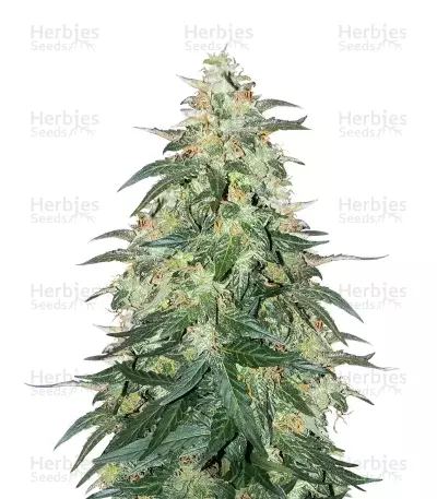 Sweet CBD Auto (Auto Seeds) Cannabis-Samen