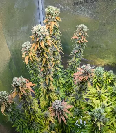 White Gold (Expert Seeds) Cannabis-Samen