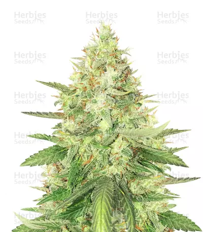 Strawberry Cough (Dutch Passion) Cannabis-Samen