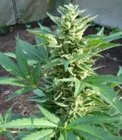 The Church (GHS) Cannabis-Samen