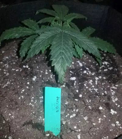 K.O Crop Auto (Cream of the Crop Seeds) Cannabis-Samen