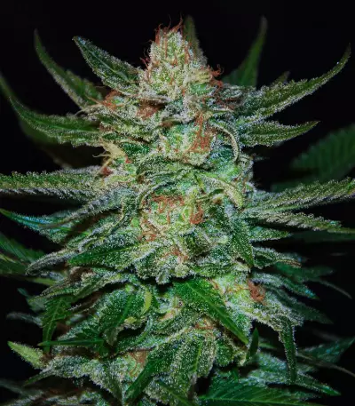 Jack Herer Auto (Auto JH) (Original Sensible Seeds) Cannabis-Samen