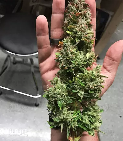 Jack-Matic Auto (Blackskull Seeds) Cannabis-Samen