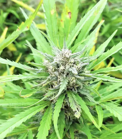 BCN Critical XXL