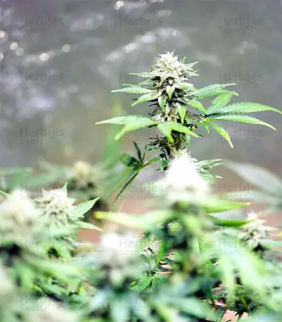 Black Destroyer (Original Sensible Seeds) Cannabis-Samen