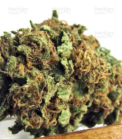 Bruce Banner #3 (Big Head Seeds) Cannabis-Samen