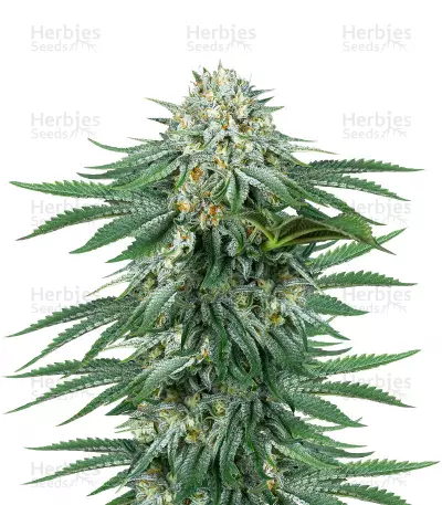 Bubba Kush CBD (Dinafem Seeds) Cannabis-Samen