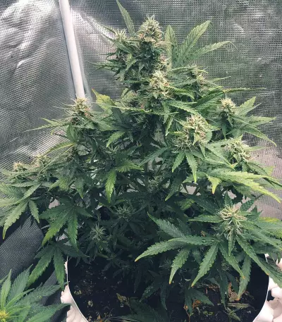 CBD Auto Compassion Lime (Dutch Passion) Cannabis-Samen