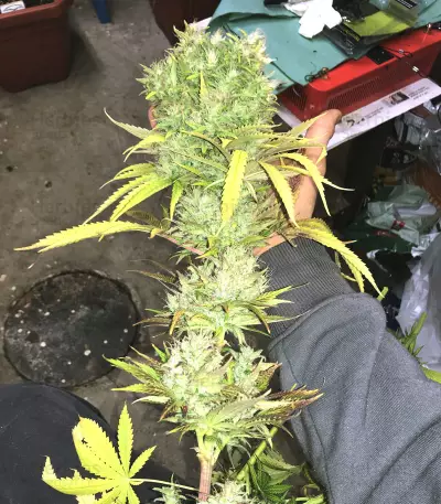 Californian Orange (Dutch Passion) Cannabis-Samen