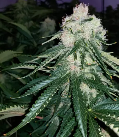 Critical Kush regular (Barney's Farm) Cannabis-Samen