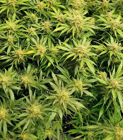 Girl Scout Cookies Auto (Garden Of Green) Cannabis-Samen