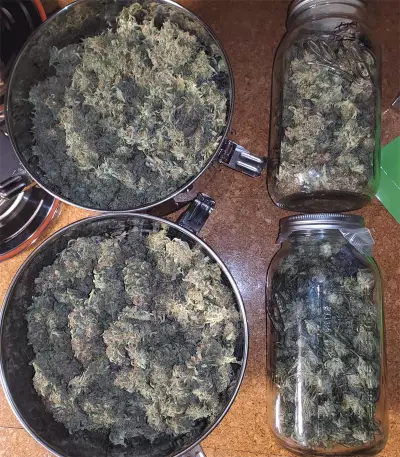 Girl Scout Cookies Auto (Garden Of Green) Cannabis-Samen