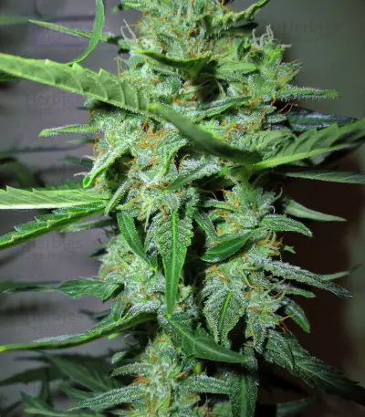 Goxuak Auto (Genehtik Seeds) Cannabis-Samen