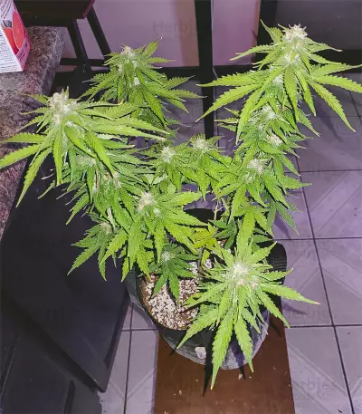 Hindu Kush (Sensi Seeds) Cannabis-Samen