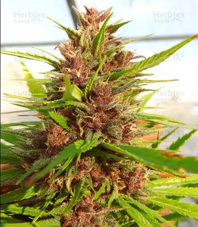 Malawi x PCK (Ace Seeds) Cannabis-Samen