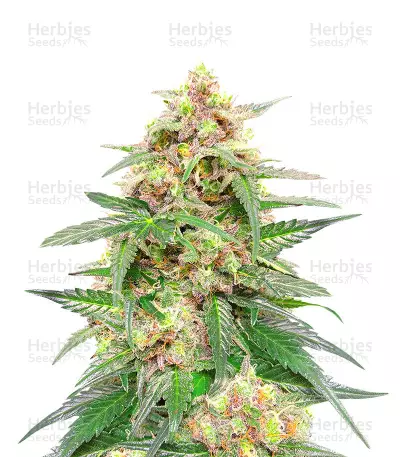 Classic Auto Mix feminisierte Samen (Herbies Seeds)