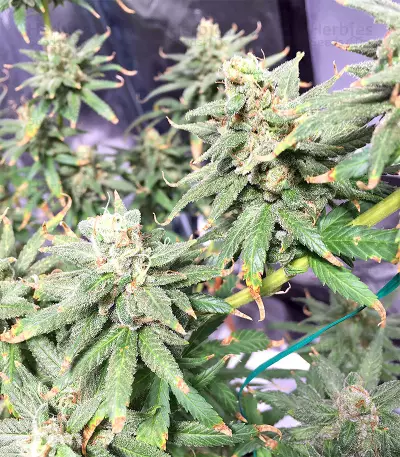Pakistan Chitral Kush Standard (Ace Seeds) Cannabis-Samen