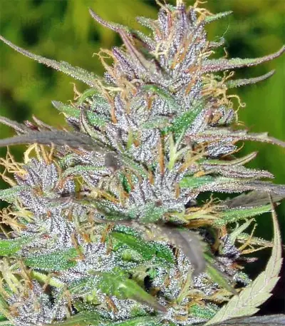 Panama regular (Ace Seeds) Cannabis-Samen