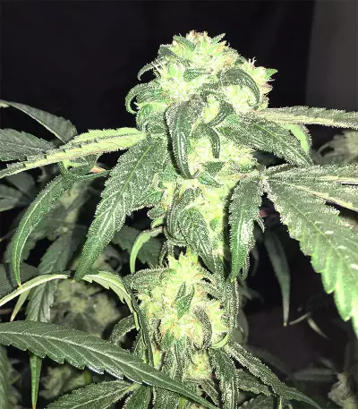 Peyote Purple Regular (CannaBioGen) Cannabis-Samen