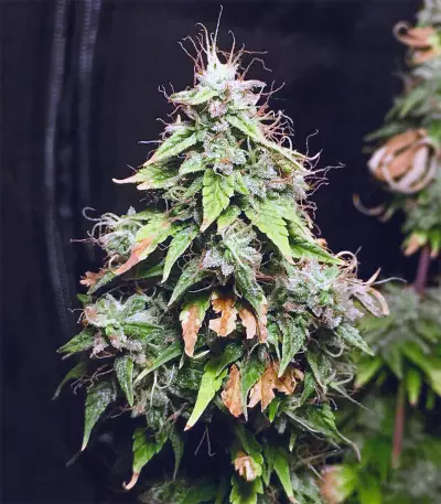 Polar Express Auto strain
