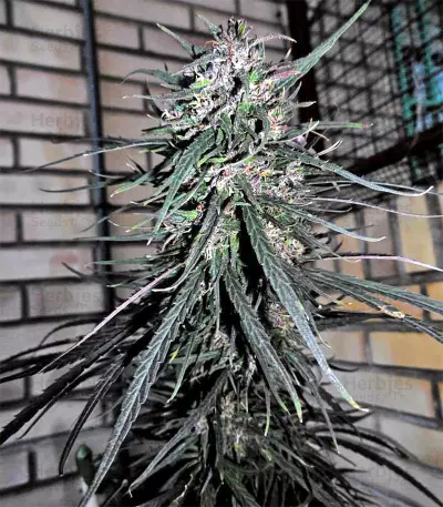 Purple Haze x Malawi Regular (Ace Seeds) Cannabis-Samen