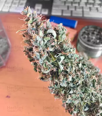 Raw Diesel (G13 Labs) Cannabis-Samen