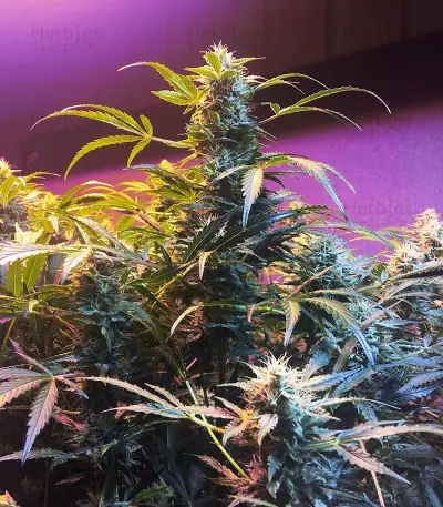 Sour Crack Auto (Mephisto Genetics) Cannabis-Samen