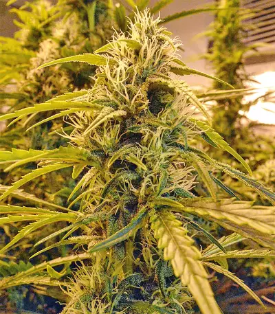 Sour Hound F2 Auto (Mephisto Genetics) Cannabis-Samen