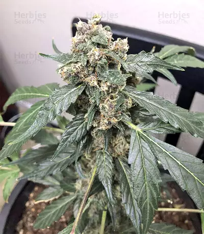 Super Auto Lemon Haze (Original Sensible Seeds) Cannabis-Samen