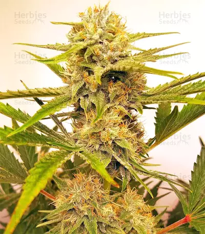 Triangle Kush Auto (Mephisto Genetics) Cannabis-Samen