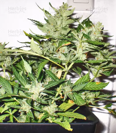 White Haze Automatic (White Label) Cannabis-Samen